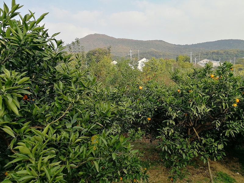 组织员工长广溪湿地公园徒步活动